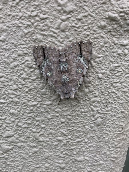 この蛾の名前を教えてください。
