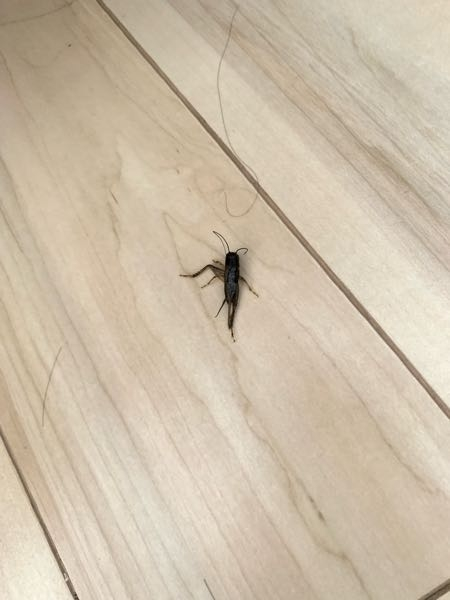 この虫の名前はなんですか？ 4cmぐらいの大きさです。 ゴキブリかと思ったのですが、お尻に何か長いものがあります。 どなたかご存知でしたら教えてください。
