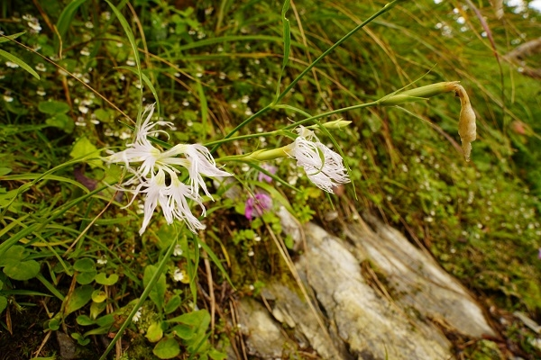 山梨県の北岳に咲いていました。 花の名前を教えてください。