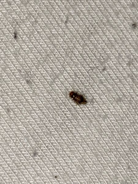 この虫は何でしょうか? 毛虫みたいに毛がフサフサ生えてます。めちゃくちゃ小さいです2、3ミリぐらいの大きさです 毛虫の赤ちゃん何でしょうか⁇