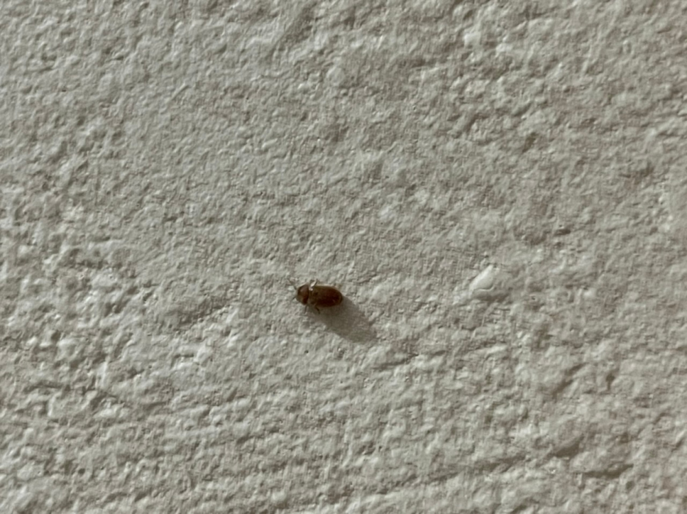 この虫の名前を教えてほしいです。 最近家のいたるところで見かけます。 サイズはノミくらいです。普通の虫みたいに飛ぶこともできます。 画質悪くてすみません！