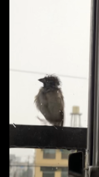 雀でしょうか 家に来た鳥でピーピーとなきます チュンではないです 雨 Yahoo 知恵袋