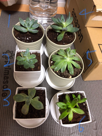 多肉植物の種類が分からないので 教えてほしいです 1は秋麗 3は朧月 6は銘月 Yahoo 知恵袋