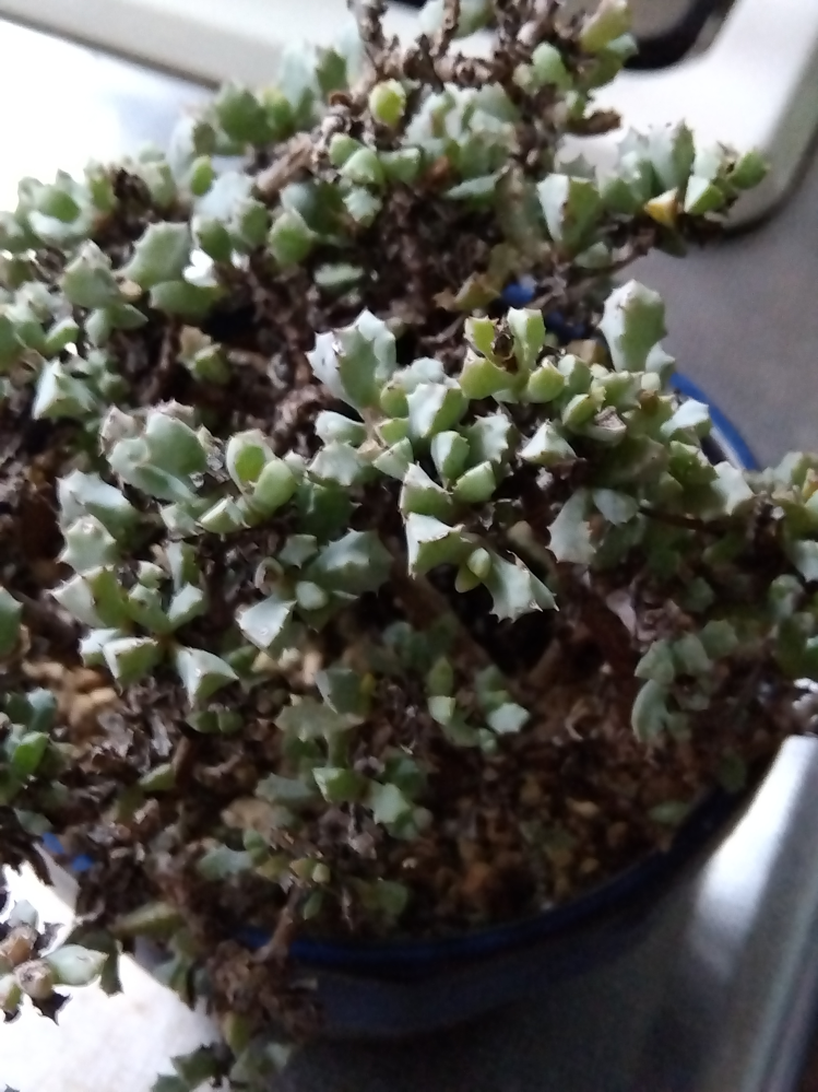 多肉植物について朧月やセダムなどの花が今咲いているのですが この後枯れた Yahoo 知恵袋