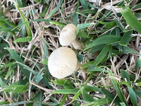 このきのこわなんていう名前のキノコですか 公園の芝生にたくさん生えてました Yahoo 知恵袋