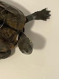 亀のこの腕の白いのはなんでしょうか Yahoo 知恵袋