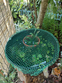 グリーンウォーターの透明化についてです 現在 屋外にてグリーンウォータ Yahoo 知恵袋