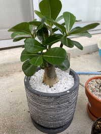 アデニウム植え替えたんですけど鉢大きすぎですかね 水やりは植え替え Yahoo 知恵袋