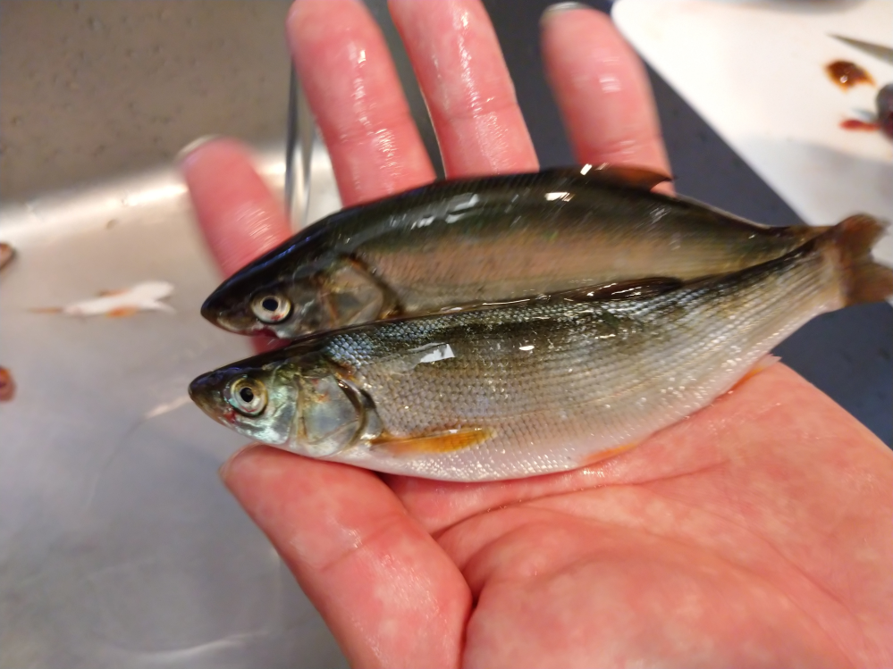 北海道の留萌付近の海岸沿いで釣れた魚です この魚種を教えて下さい よ Yahoo 知恵袋