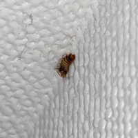 いつの間にか部屋の壁の角に何かの幼虫 が沸いていました これって何の虫ですか Yahoo 知恵袋