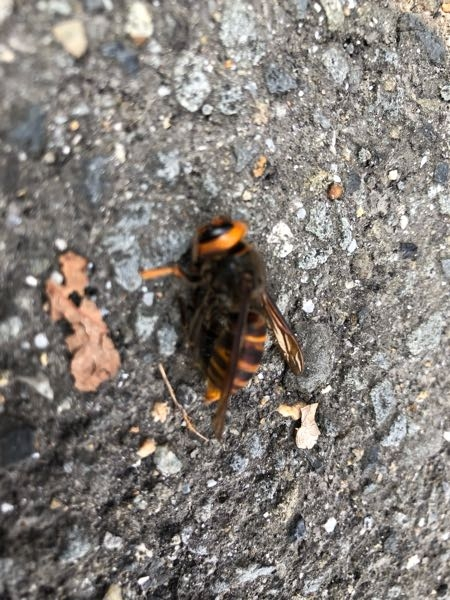 これと同じ蜂っぽいのが毎回神社に行くと耳元に寄ってくるのですがスズメバチですか Yahoo 知恵袋