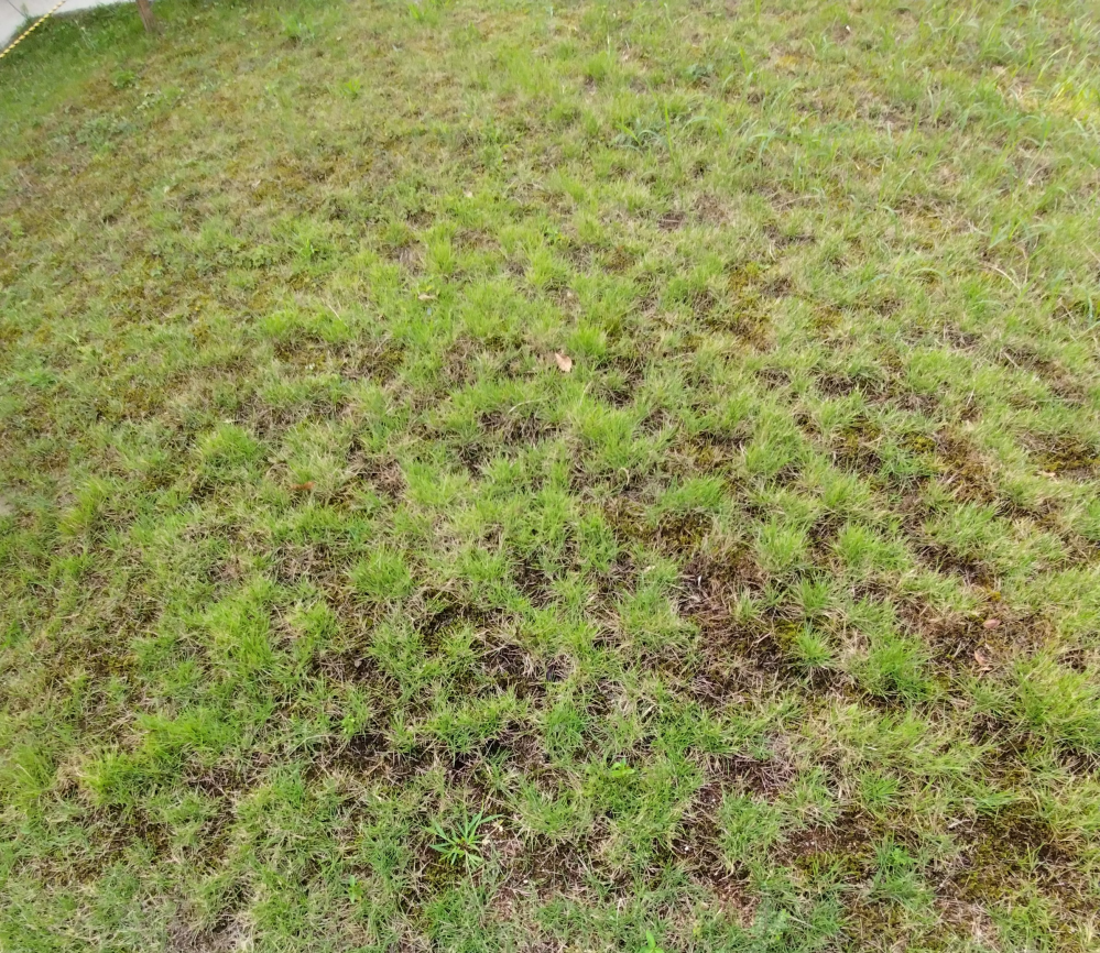 新居先の庭の芝が黒くなっている部分が点在しています芝の種類はわかりま Yahoo 知恵袋