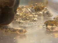 この魚は何でしょうか 子供が川遊びで捕まえて来ました 場所は北九州のでした Yahoo 知恵袋