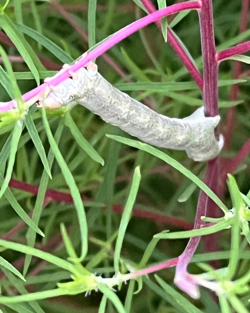 コキアの種 庭の球根 観賞用の価値が高い 庭の花 植え付けに問題はない 珍しい植物 適応性 大規模な植え付け 1000 粒 D