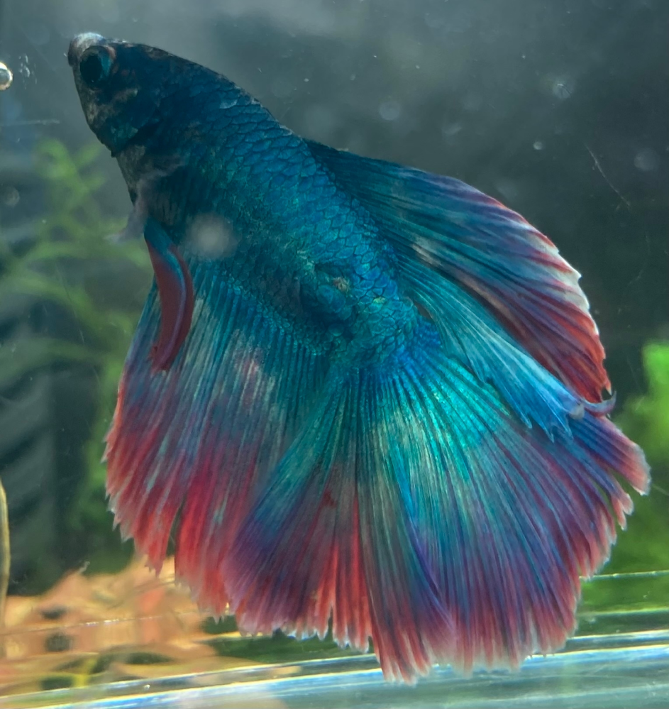 カメの飼育ケース ミドリガメを今まで虫用の飼育ケースで飼 Yahoo 知恵袋