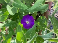 ブルースター デルフィニウムの挿し芽について切り花からこの2種を Yahoo 知恵袋