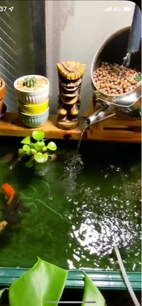 ビオトープの赤玉土をリセットするとき生体は移動させた方がいいで Yahoo 知恵袋