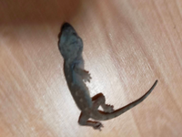 ネズミってちゅうちゅう鳴くと思いますが イタチの鳴き声ってあり Yahoo 知恵袋