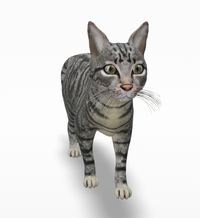Googleの社員は優秀なはずなのに なぜこのような可愛くない猫をモデリングし Yahoo 知恵袋