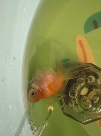 ピンポンパールを買い始めて1週間くらいで 金魚の目の当たりに水泡のよ Yahoo 知恵袋