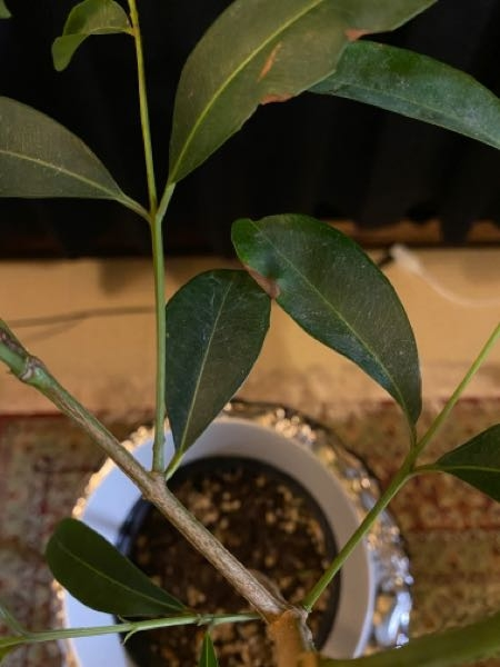 直接取引のみ】アマゾンオリーブ 観葉植物 【公式通販】