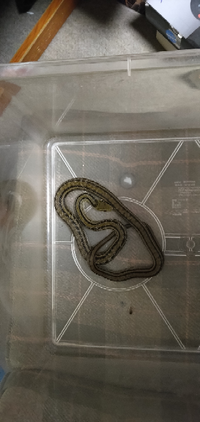 飼育しているシマヘビが餌を食べません どうすればよいでしょうか Yahoo 知恵袋