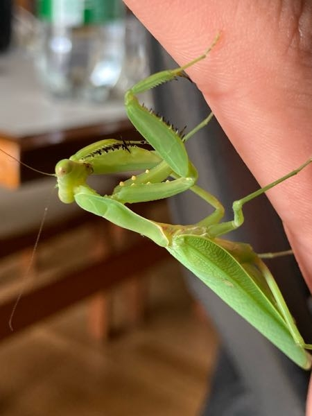 このカマキリの腕にある黄色い斑点みたいなのは何ですか ハラビロカマキリの Yahoo 知恵袋