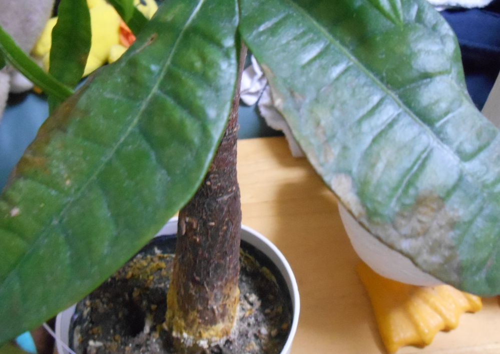 杏 あん という名前どう思いますか 由来は杏は昔から薬として使って Yahoo 知恵袋