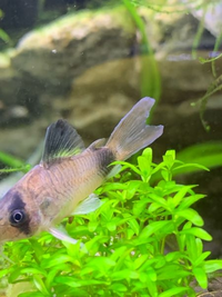 熱帯魚 アクアリウム水槽のコリドラスパンダだけが死んでいく 最 Yahoo 知恵袋
