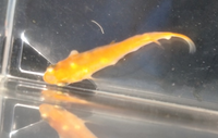 水槽のコケとりにヤマトヌマエビを入れたところ コケを食わずに金魚のフンを Yahoo 知恵袋