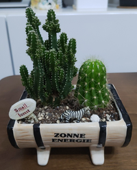 観葉植物についての質問です ジャックと豆の木を10年以上育てて Yahoo 知恵袋