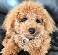 トイプードルがパンチパーマかけたみたいになっています こういうものな Yahoo 知恵袋