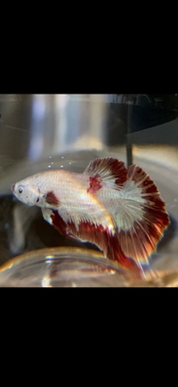 熱帯魚のベタについて質問です 初めてベタの飼育をしています 先週来た Yahoo 知恵袋