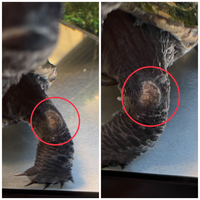 助けてください ザリガニが横たわっています こんばんは 酸素のぶくぶ Yahoo 知恵袋
