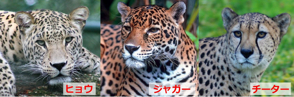 ヒョウとジャガーとチーターの違いを教えてください 回答お願いします Yahoo 知恵袋
