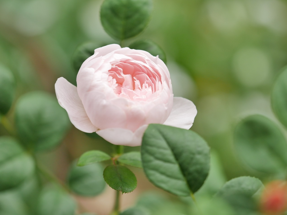 次に迎えるバラの品種昨年冬に初めてのバラ クイーンオブスウェーデン Yahoo 知恵袋