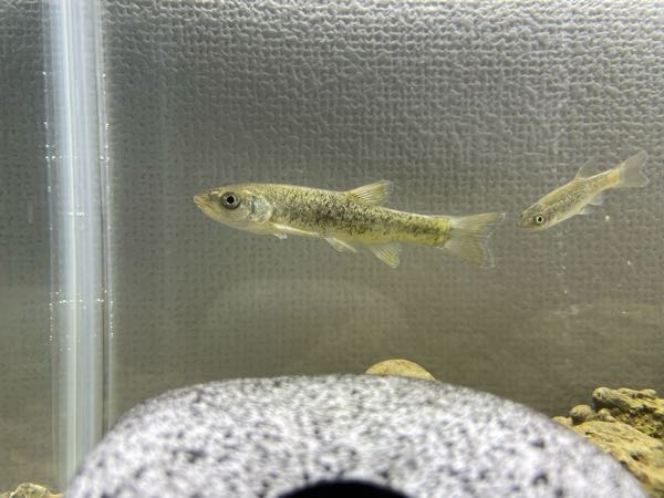 本日大阪府貝塚市の近木川上流にて捕まえた魚なんですが なんのお魚かわかる方いら Yahoo 知恵袋
