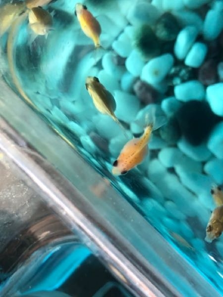 水槽飼育 鯉について 水が少し濁ってきて 水換えしてからどこ Yahoo 知恵袋