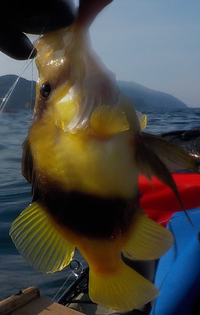 大泉緑地で釣りをした人に質問です 大泉緑地ではなに釣りをしていますか 何の魚 Yahoo 知恵袋