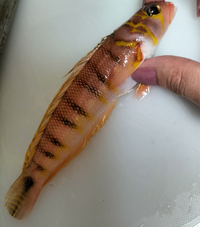 大泉緑地で釣りをした人に質問です 大泉緑地ではなに釣りをしていますか 何の魚 Yahoo 知恵袋