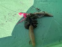 貝の種類教えてください 先日 タチウオ船釣りでサンマ切り身の餌に写真 Yahoo 知恵袋