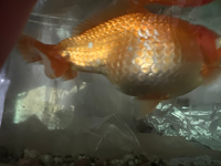 金魚を結構長く飼ってるんですけど一昨日らへんから 右側が膨れてきたんですけど Yahoo 知恵袋