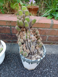 サボテンについてサボテンの元 を復活させる方法はありますか また 木の年輪のよ Yahoo 知恵袋