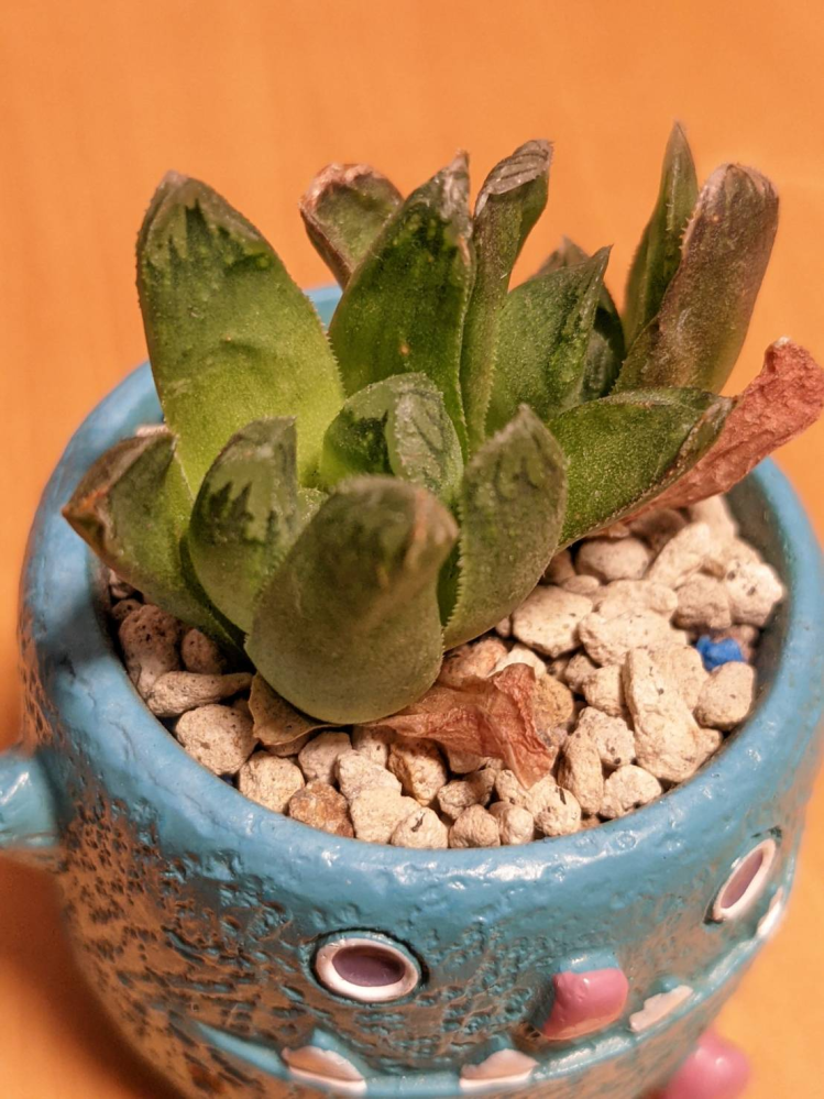ハオルチアの水やりについて質問です 当方 植物を育てるのは初めてです 7 Yahoo 知恵袋