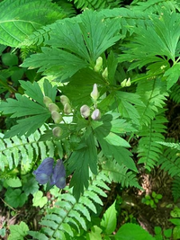 紫の花なのですが 葉の形 花の形でトリカブトの気がするのですが 詳しい方 分か Yahoo 知恵袋