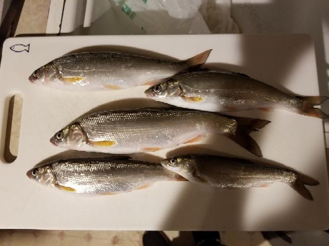 これは何という魚なんでしょう ウグイ属の一種ですね 日本に生息 Yahoo 知恵袋