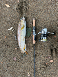 この魚はなんですか 川で釣りました 詳しい方教えてください 立派なヤマメ Yahoo 知恵袋