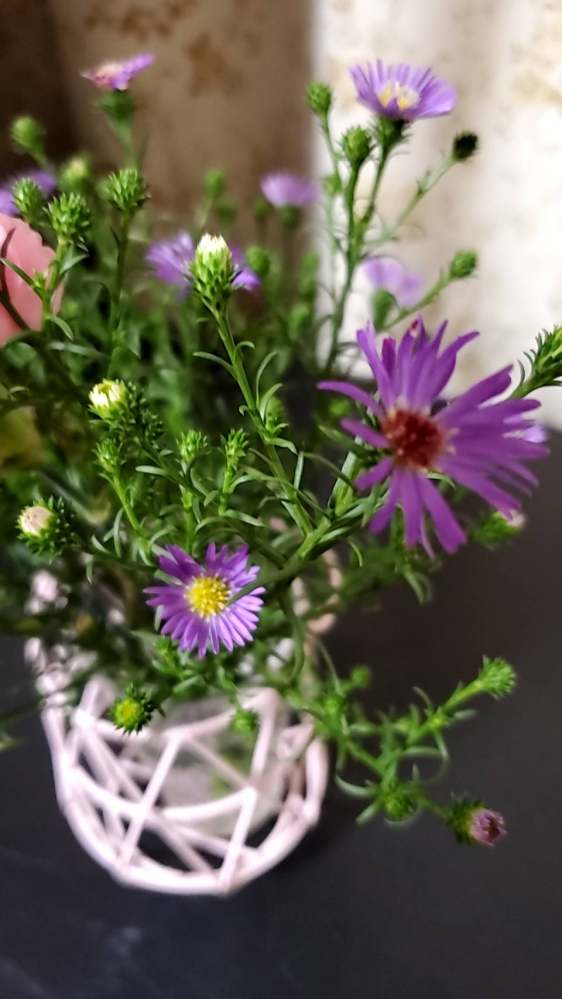 植物です 友達が生けたのですが お花の名前が解らないそうなんです 見た事がある Yahoo 知恵袋