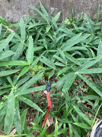 日陰で育ち 斜面の土留め グランドカバーになる植物を教えてください 寒冷地 Yahoo 知恵袋