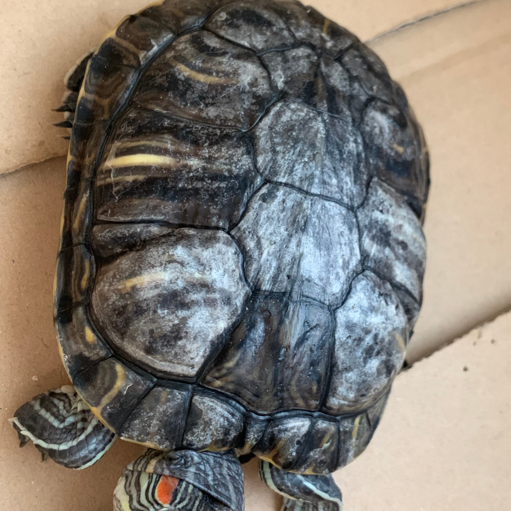 緑亀を日光浴させていたら 白いカビのようなものが浮き上がってきました Yahoo 知恵袋